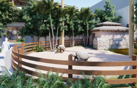 jungle_island_27_tortoise